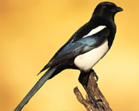symbol_bird