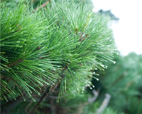 symbol_tree