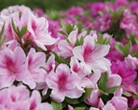 symbol_flower